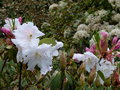 vignette Rhododendron loderi King Georges qui commence sa floraison parfumée au 12 04 18