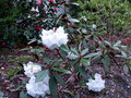 vignette Rhododendron sir Charles Lemon au 09 04 18