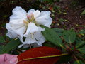 vignette Rhododendron sir Charles Lemon au bel indumentum fauve foncé au revers gros plan au 04 04 18