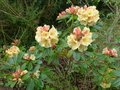 vignette Rhododendron Invitation joliment coloré au 12 04 18