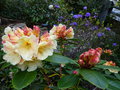 vignette Rhododendron Invitation devant le Rhododendron Blue tit au 09 04 18