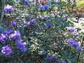 vignette Rhododendron Blue tit au 06 04 18