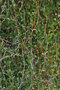 vignette Hibbertia scandens