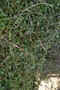vignette Hibbertia scandens