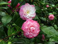vignette Camélia ' TAMMIA ' camellia japonica