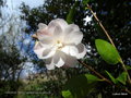 vignette Camélia ' CINNAMON CINDY ' camellia hybride