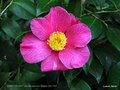 vignette Camélia ' SWEET DELIGHT 'camellia japonica