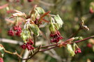 vignette Acer japonicum 'Aconitifolium' = 'Aconitifolium Maiku Jaku'