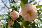 vignette Camellia japonica 'Virgin's Blush'
