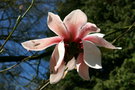 vignette Magnolia sprengeri var. sprengeri