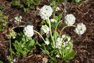 vignette Primula denticulata var. alba