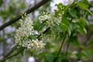 vignette Prunus padus var. commutata