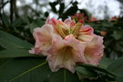 vignette Rhododendron Lionel's Triumph Group