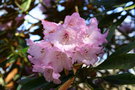 vignette Rhododendron alutaceum aff.