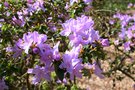 vignette Rhododendron Augfast Group