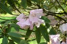 vignette Rhododendron balfourianum hybride