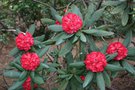 vignette Rhododendron barbatum
