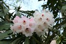 vignette Rhododendron calophytum hybride