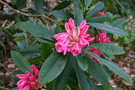 vignette Rhododendron Calrose Group