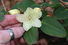 vignette Rhododendron campylocarpum ssp. caloxanthum