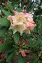 vignette Rhododendron Carita Group