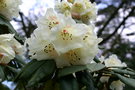 vignette Rhododendron 'Jack Skilton'