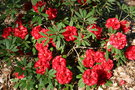 vignette Rhododendron ochraceum