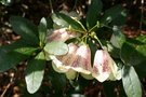 vignette Rhododendron parmulatum 'Ocelot'