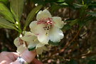 vignette Rhododendron parmulatum 'Ocelot'