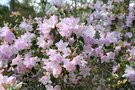 vignette Rhododendron 'Phalarope'