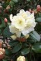 vignette Rhododendron 'Rothenburg'