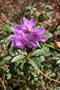 vignette Rhododendron 'Sapphire'