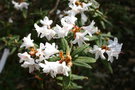 vignette Rhododendron scabrifolium