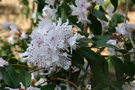 vignette Rhododendron tatsienense aff.