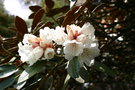 vignette Rhododendron wasonii