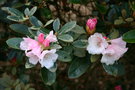vignette Rhododendron yakushimanum x R. tsariense