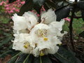 vignette Rhododendron Macabeanum