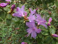 vignette Rhododendron 'Penheale blue'