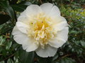 vignette Camellia 'Brushfield yellow'