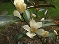 vignette Michelia (magnolia) Yunnanensis