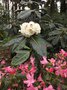 vignette Rhododendron Macabeanum et Azale Japonaise
