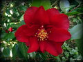 vignette Camélia ' ROYAL VELVET ' camellia japonica