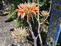 vignette 1- Aloe maculata / saponaria