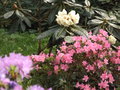 vignette Rhododendron Macabeanum et 'Penhuale Blue' et Azale Japonaise