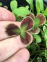 vignette Trifolium repens CV - Trfle