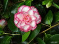 vignette Camélia ' BETTY'S BEAUTY ' camellia japonica