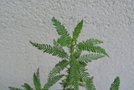 vignette Chamaebatiaria millefolium / Rosaceae /Californie