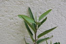 vignette Vauquelinia californica / Rosaceae / Californie, Arizona