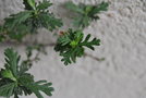 vignette Purshia mexicana / Rosaceae / Mexique