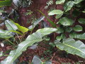 vignette Philodendron talamancea ,
